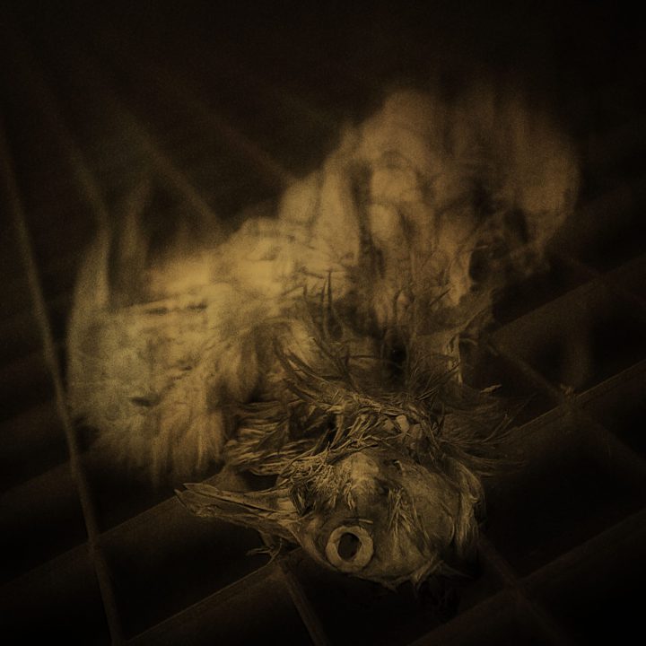 016 DARK_IvanMartinSuarez